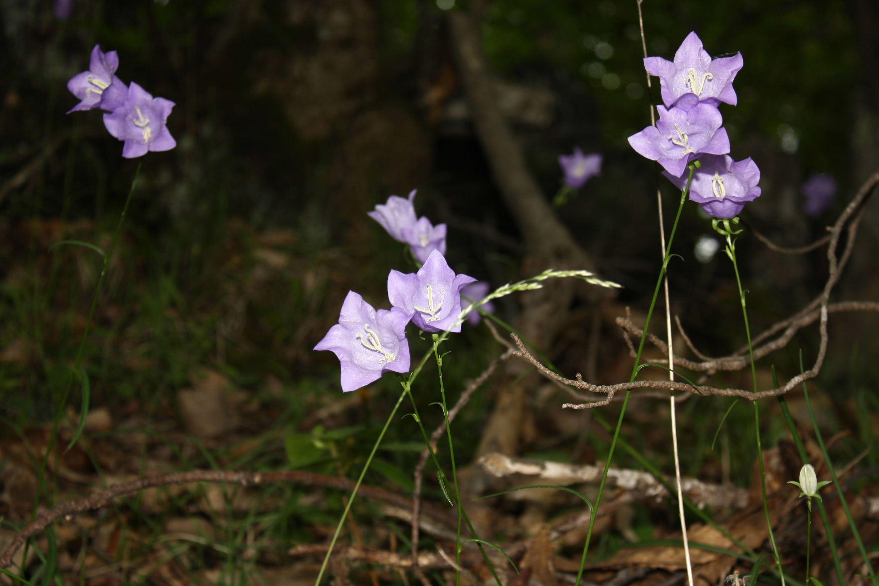 Campanula persicifolia e Campanula macrorhiza